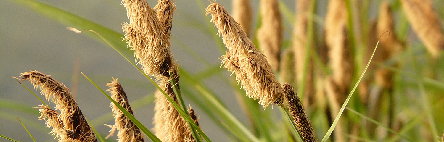 CAREX EVERSHEEN