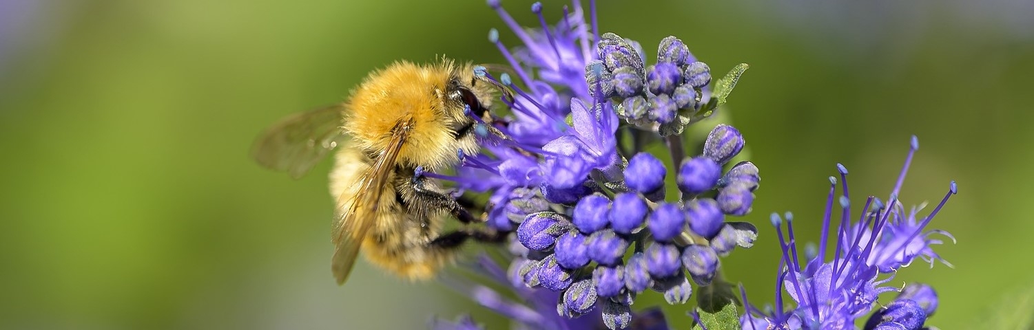 CARYOPTERIS CLA LONGWOOD BLUE