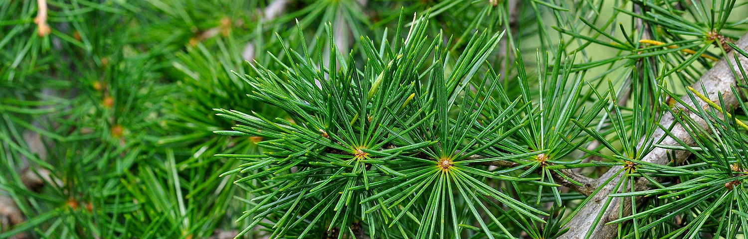 CEDRUS ATL