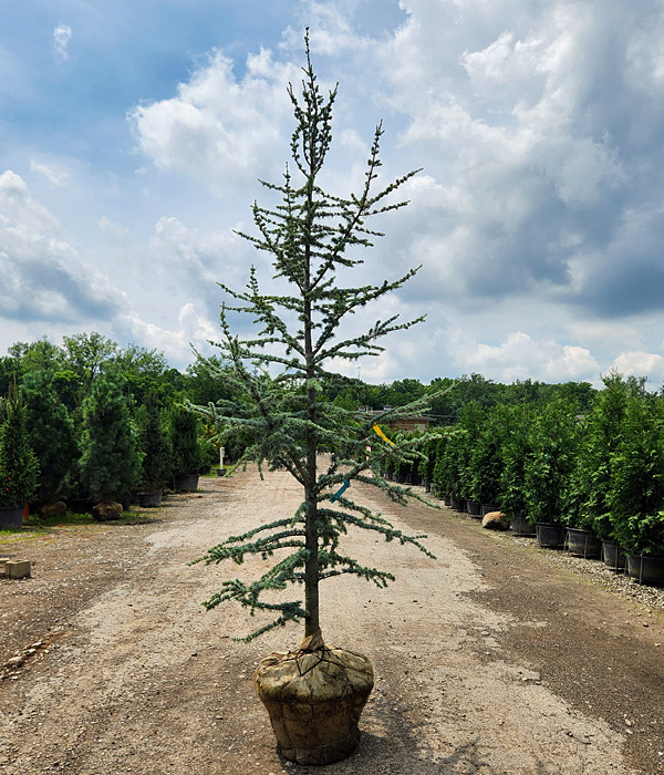 CEDRUS ATL GLAUCA