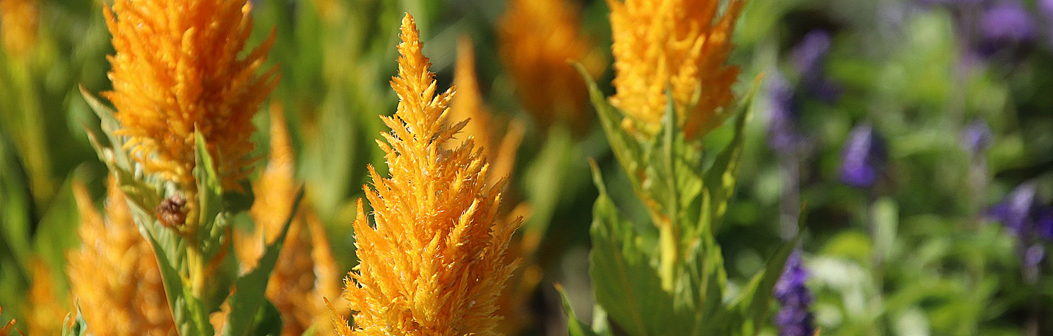 CELOSIA TWISTED RED