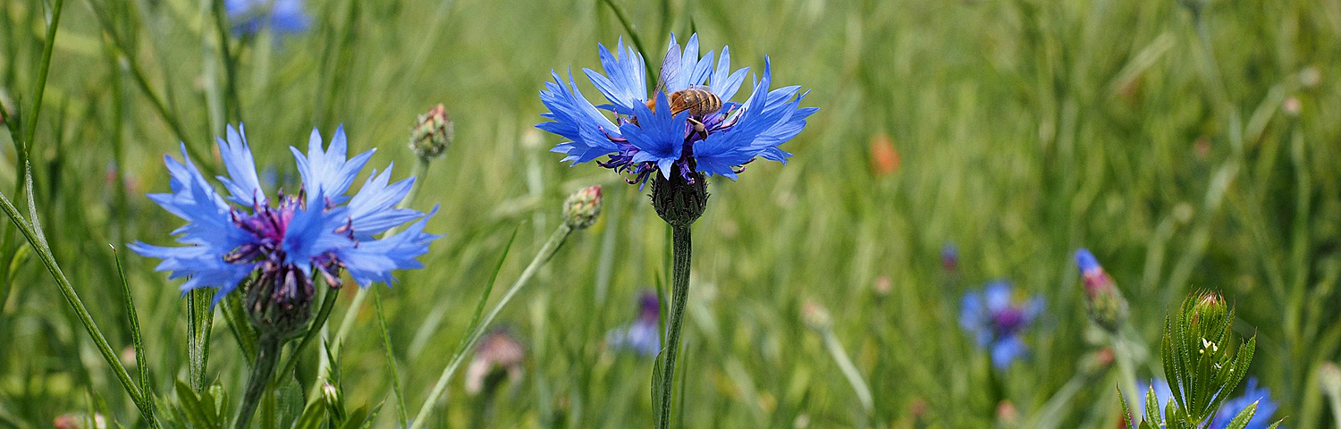 CENTAUREA SILVER SWIRL