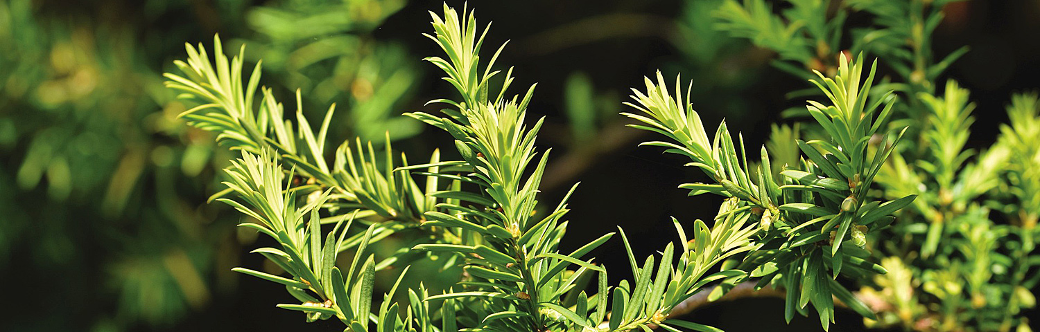 TAXUS