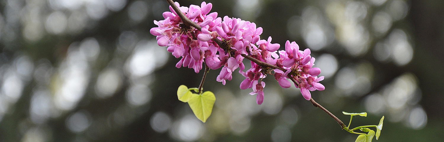 CERCIS CAN TENNESSEE PINK