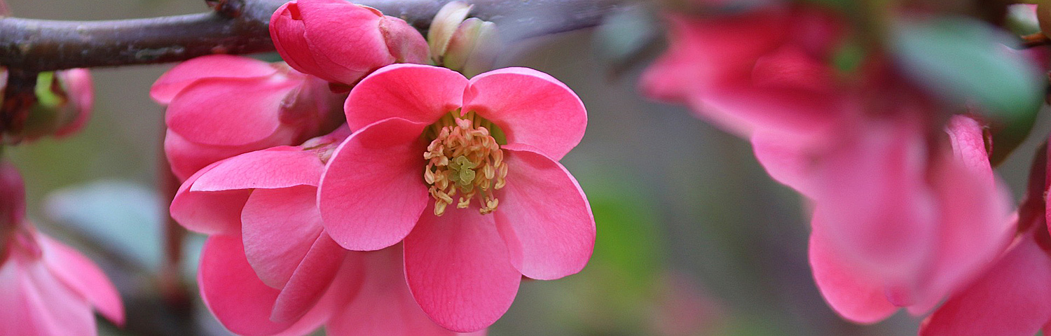 CHAENOMELES SPE ORANGE STORM