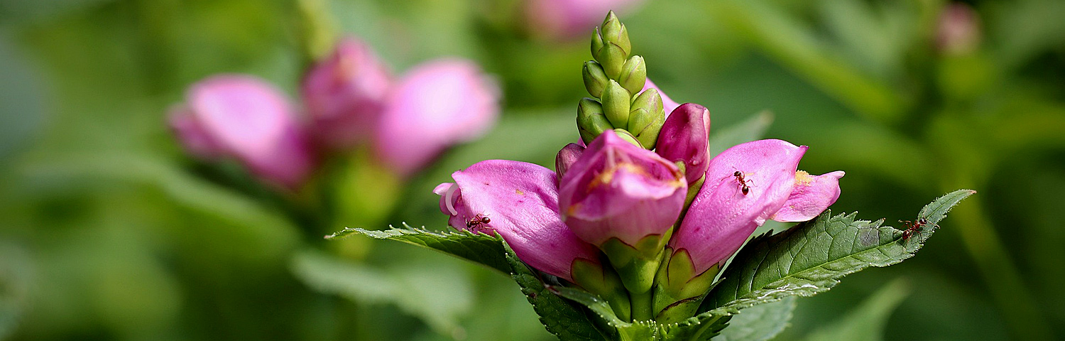 CHELONE LYO HOT LIPS
