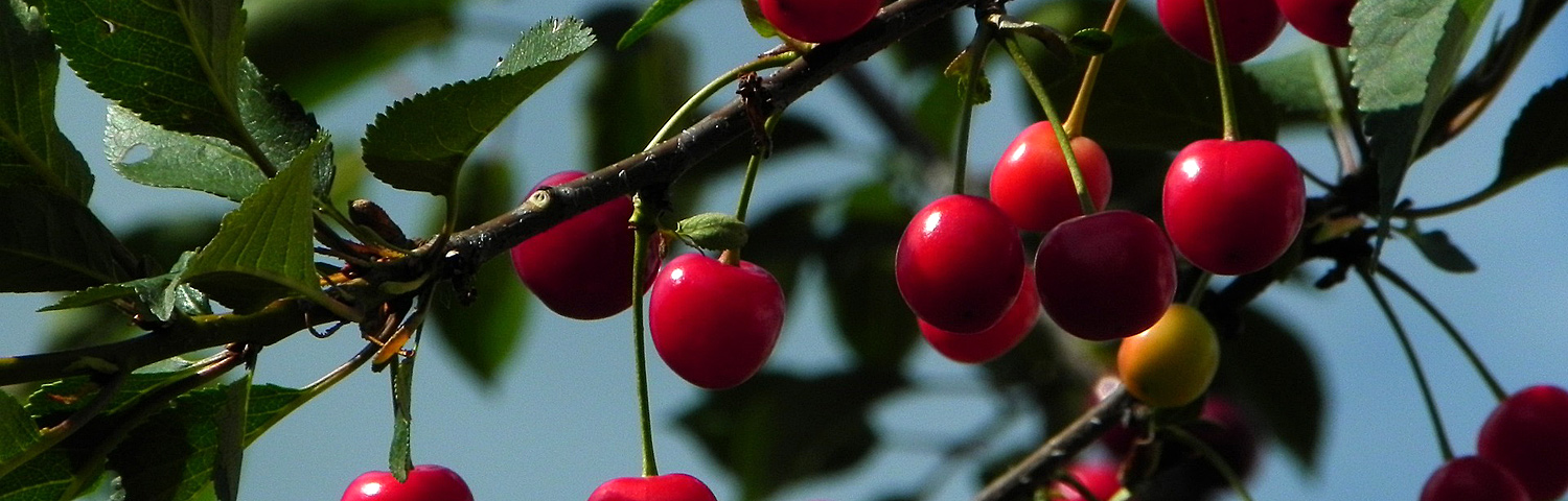 CHERRY FRUIT