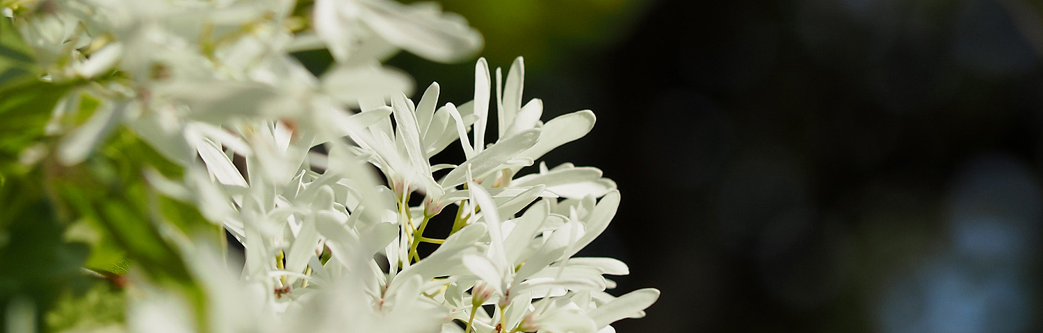 CHIONANTHUS VIRGINICUS