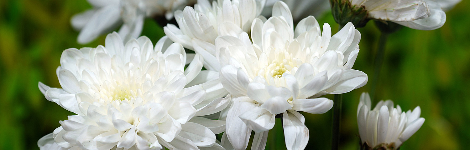 CHRYSANTHEMUM FAIR WHITE