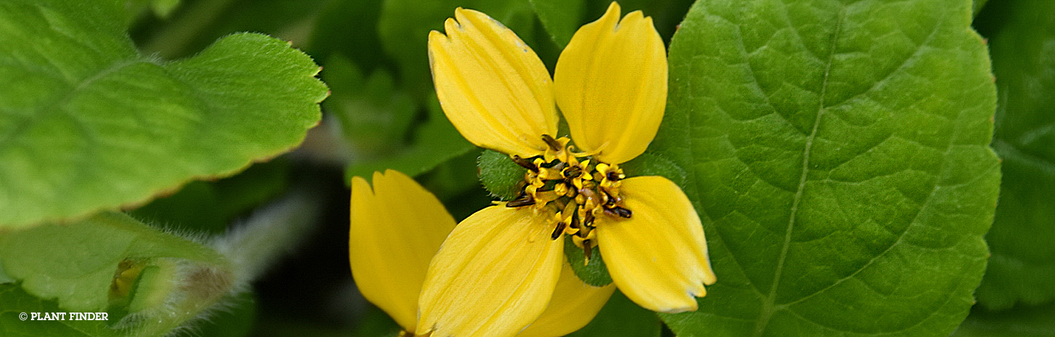 CHRYSOGONUM