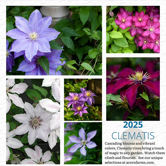 Clematis