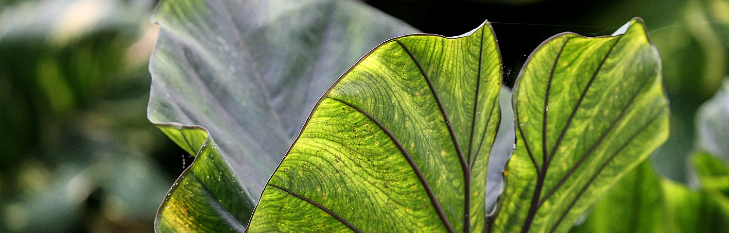 COLOCASIA ESC DIAMOND HEAD