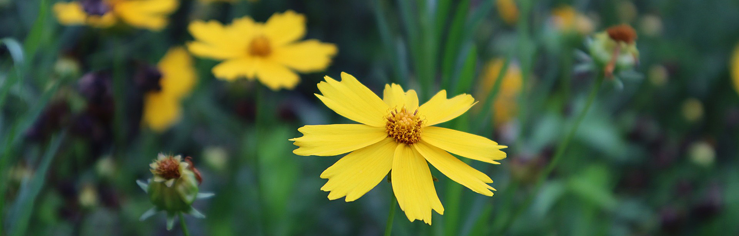 coreopsis ver