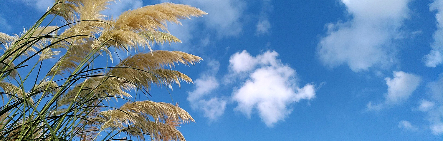 CORTADERIA