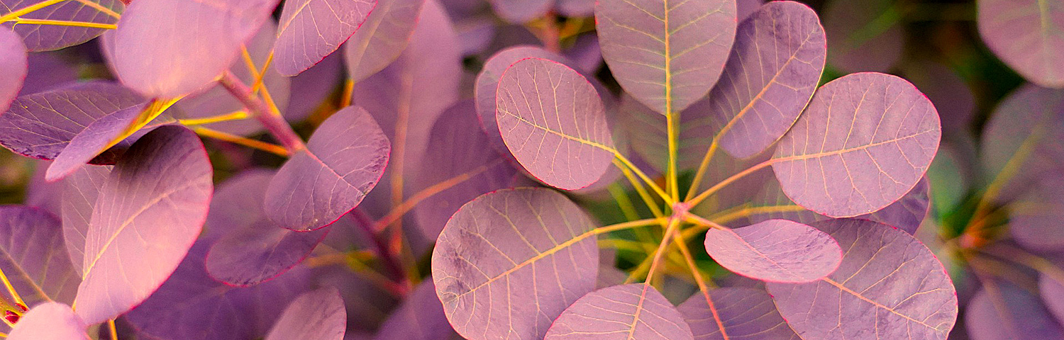 COTINUS COG YOUNG LADY