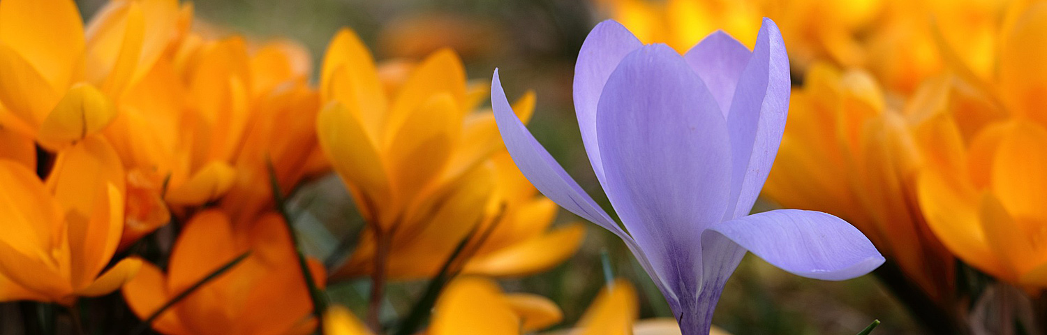 CROCUS