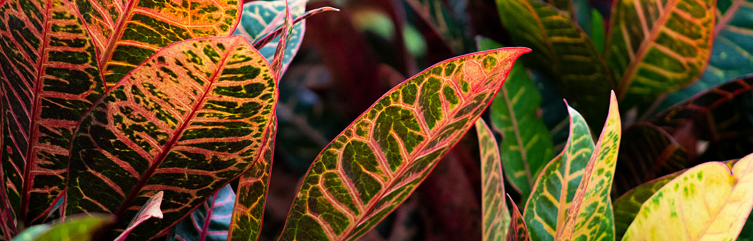 CROTON PETRA
