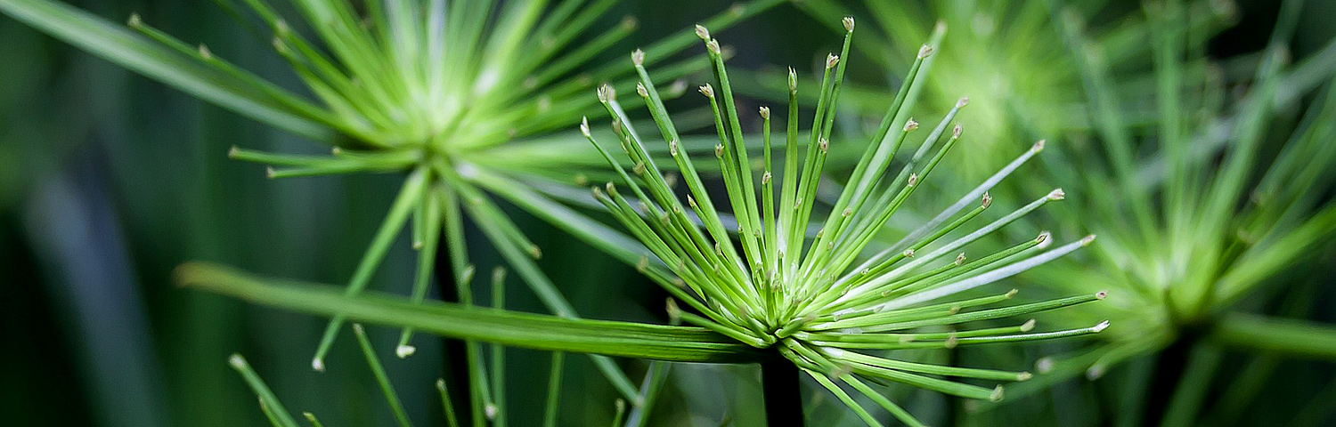 CYPERUS NILE QUEEN