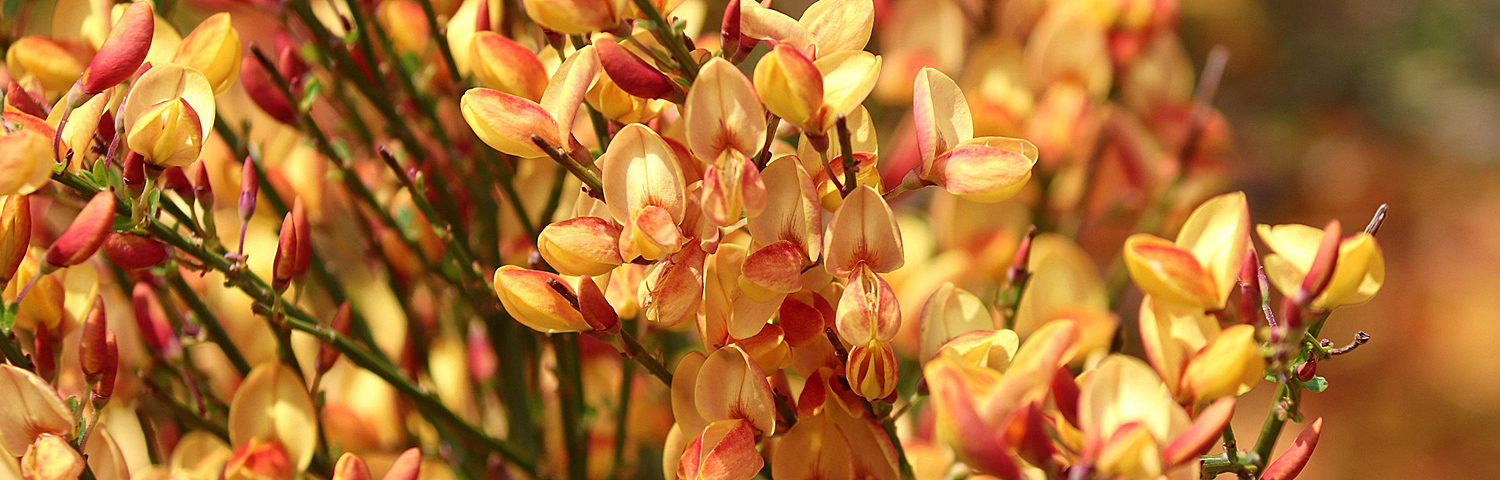 CYTISUS
