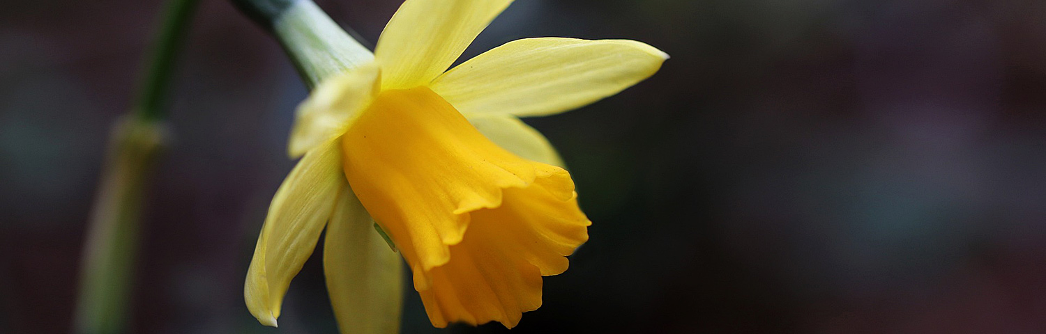 DAFFODIL