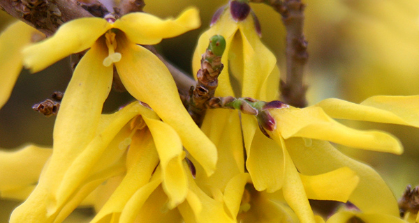 Deciduous Shrubs - botanical or common name