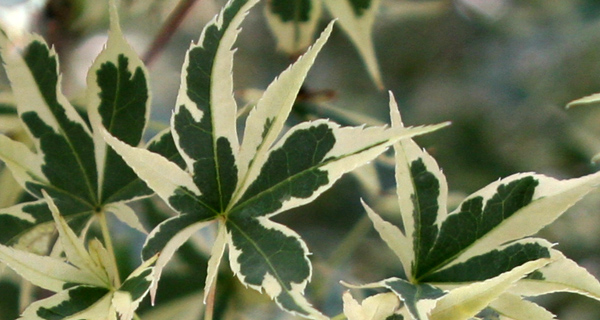 search deciduous trees by botanical or common name