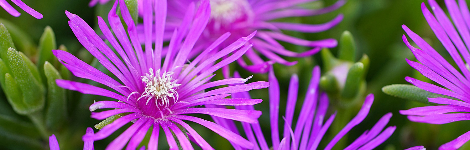 DELOSPERMA TABLE MOUNTAIN