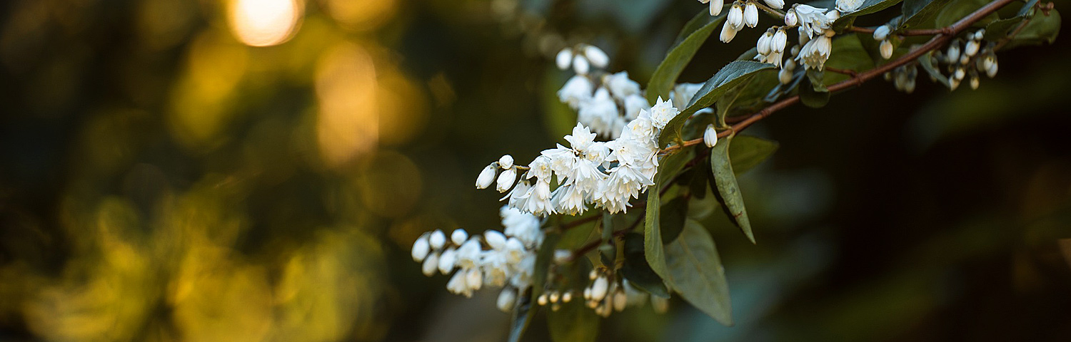 DEUTZIA GRACILIS NIKKO