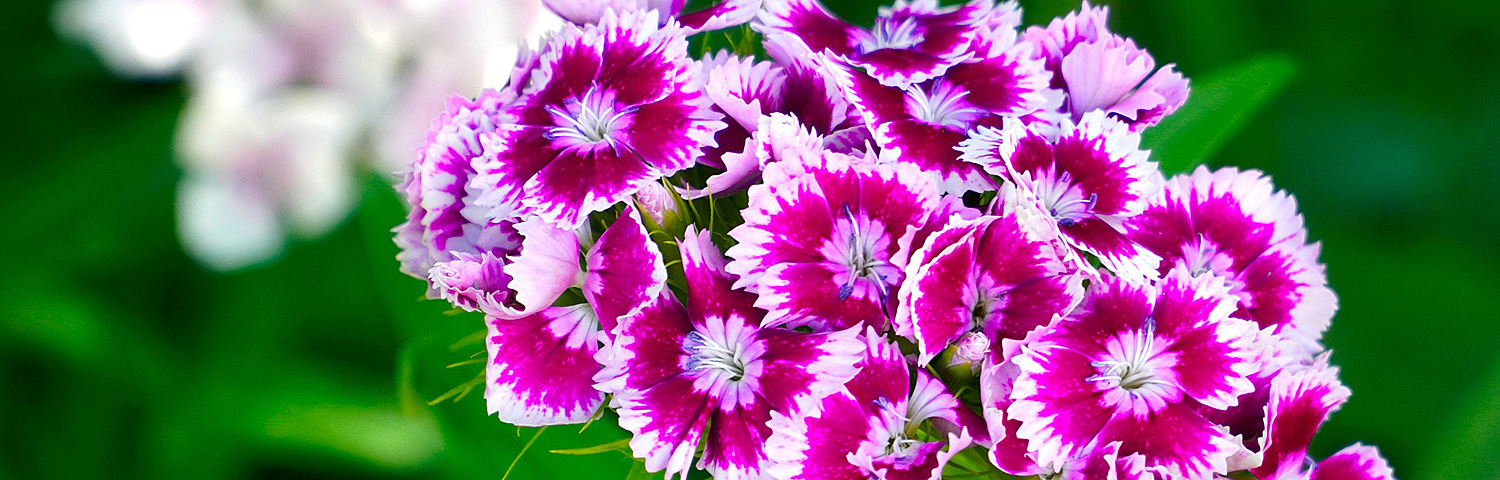 DIANTHUS CRANBERRY COCKTAIL