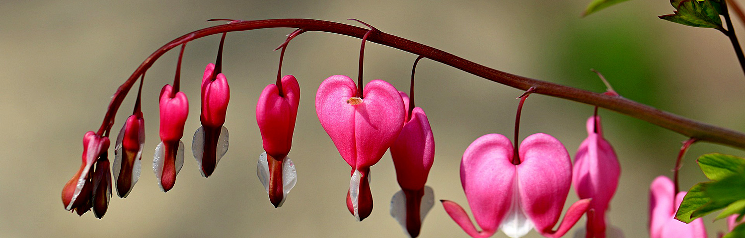 DICENTRA EXIMIA LUXURIANT