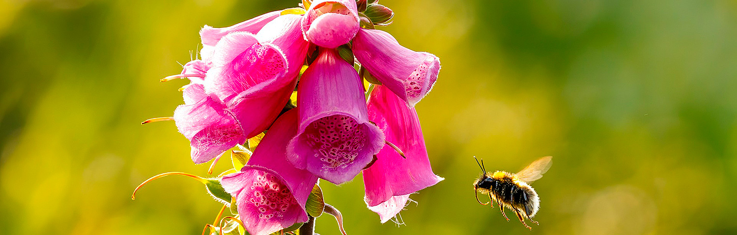 DIGITALIS ARCTIC FOX ROSE