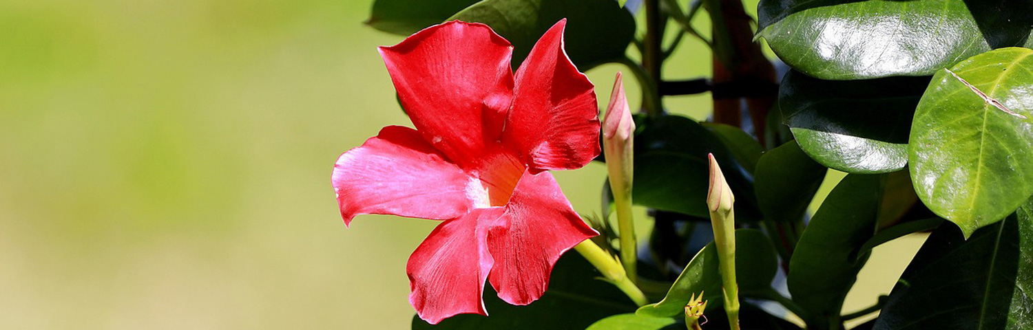 DIPLADENIA