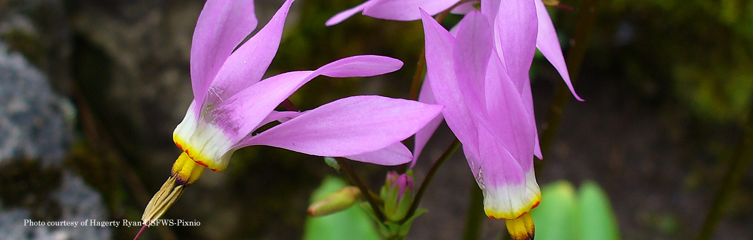DODECATHEON
