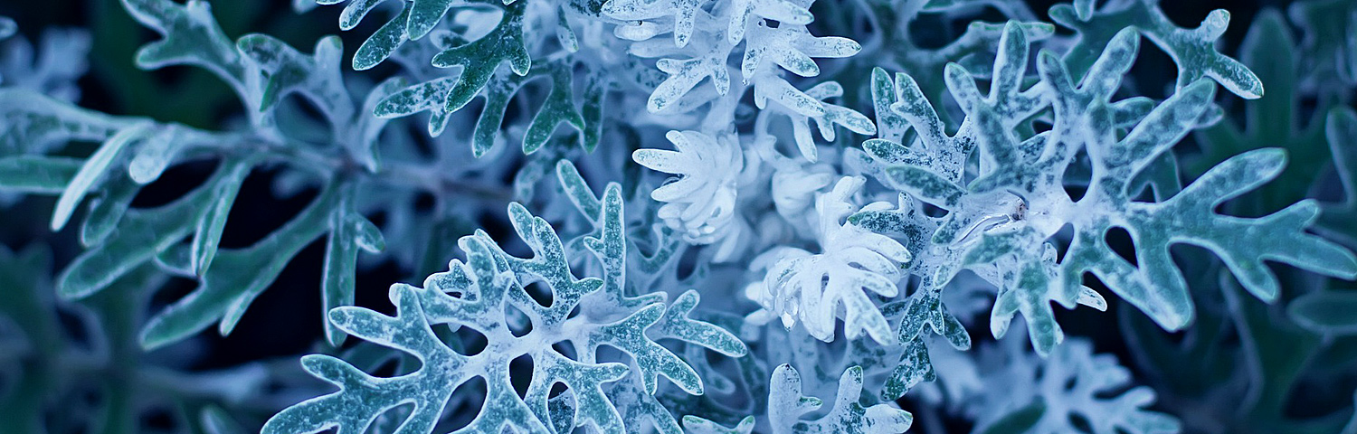 DUSTY MILLER