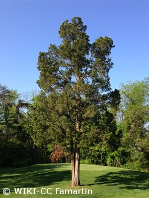 Eastern Redcedar - Juniperus virginiana - Pennsylvania native tree