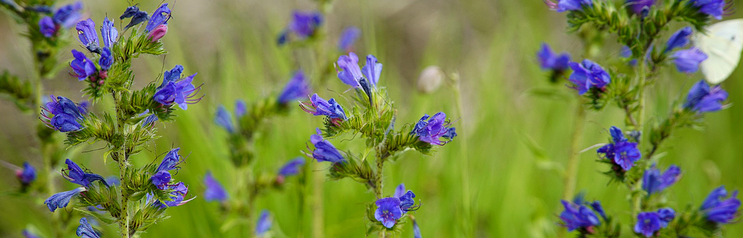 ECHIUM