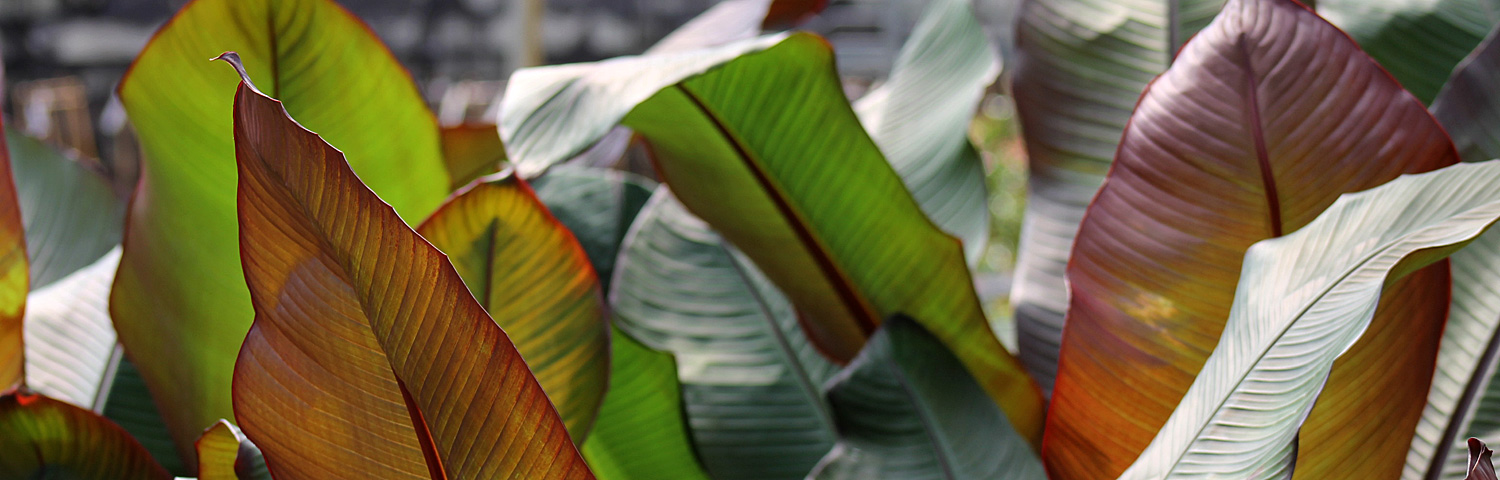 ENSETE