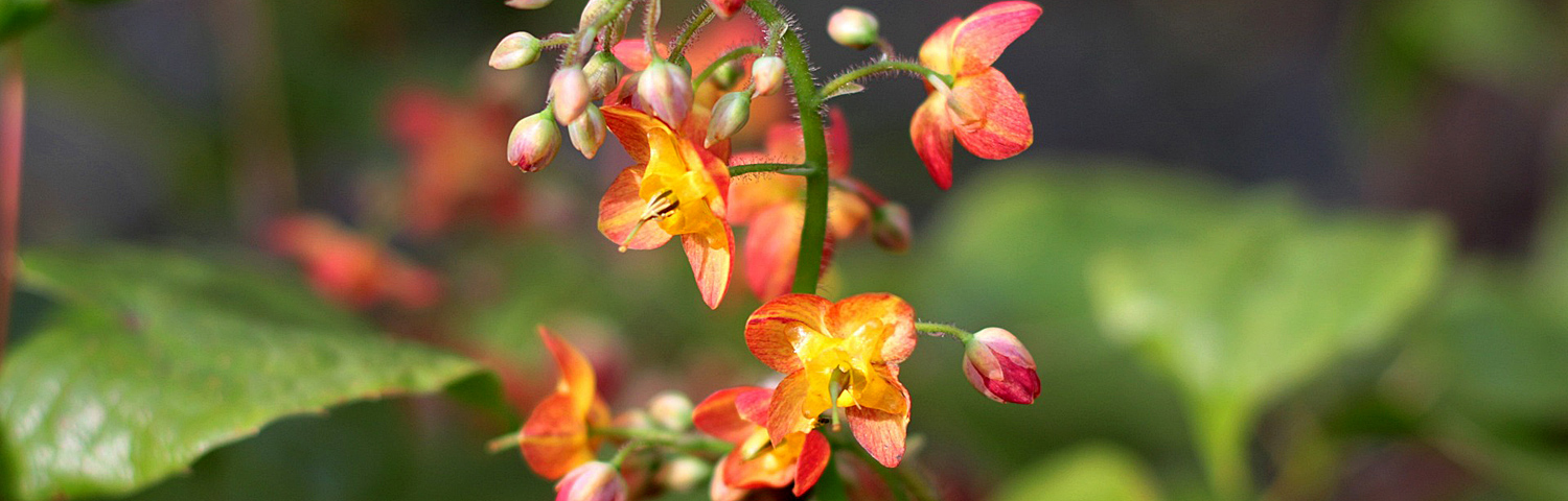 EPIMEDIUM ORANGE QUEEN