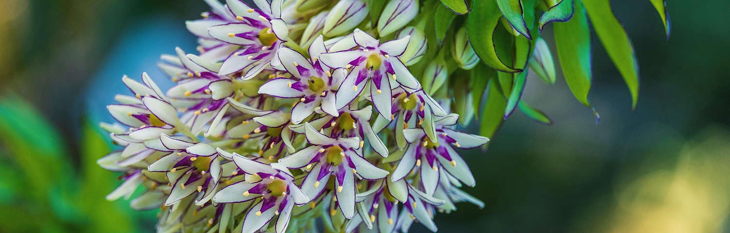 EUCOMIS
