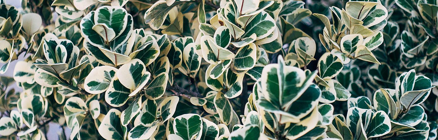 euonymus kia