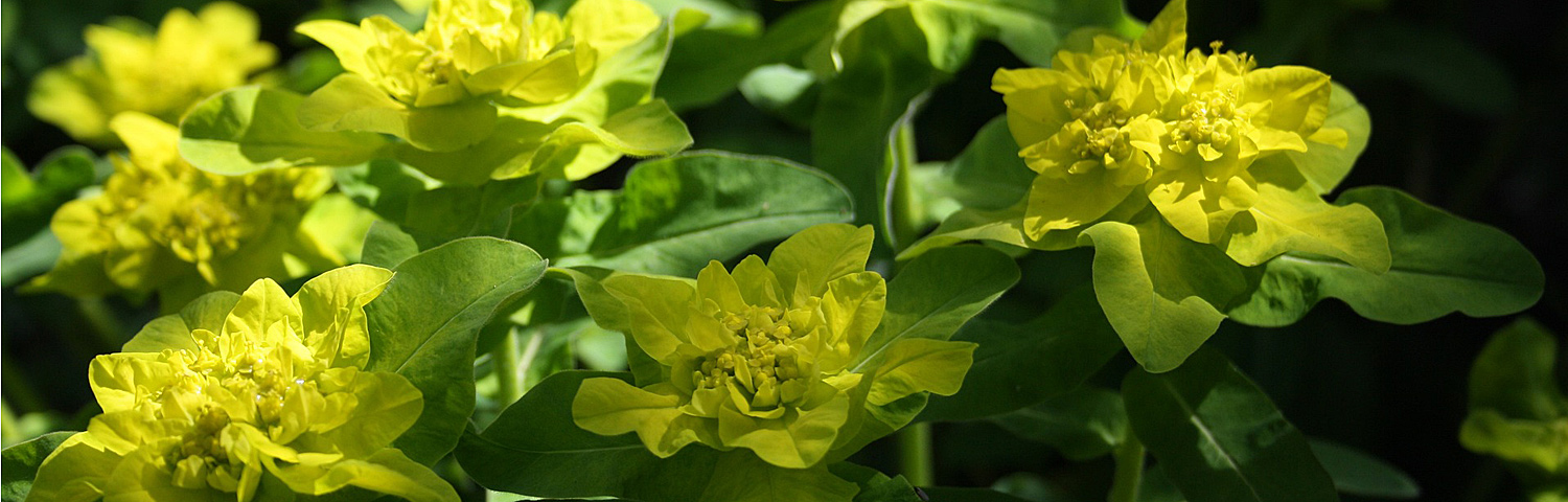 EUPHORBIA