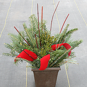 10 inch evergreen container