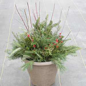 13 inch evergreen container
