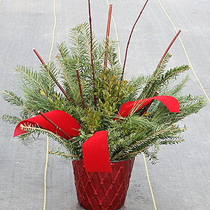 6 inch evergreen container