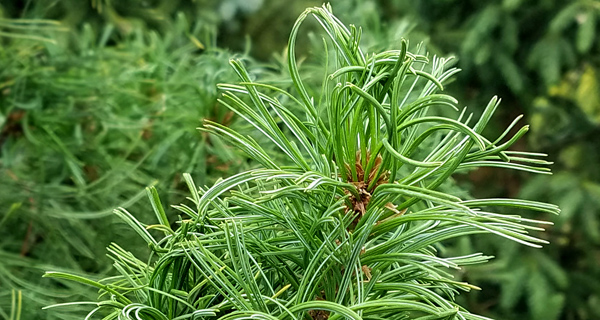 Evergreen Trees - botanical or common name