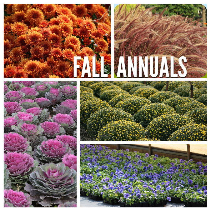 Fall Season Annuals