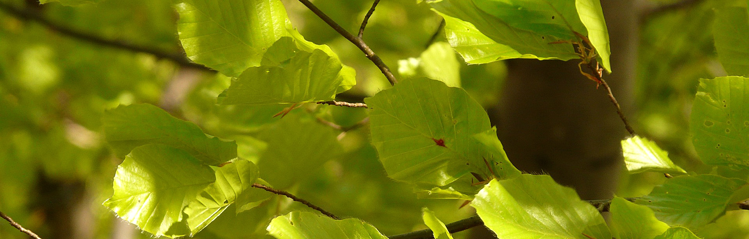 european beech