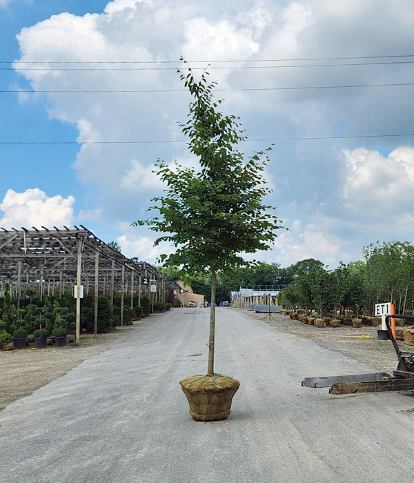 FAGUS GRANDIFOLIA