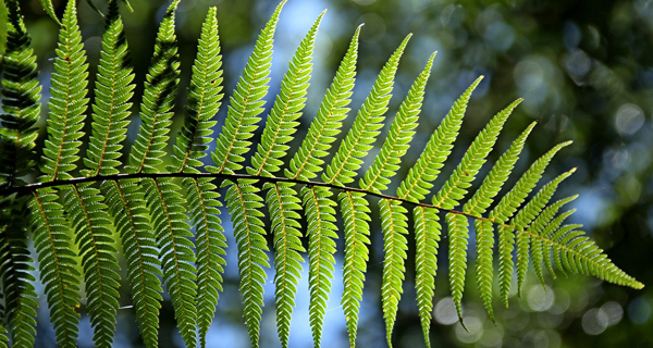 Ferns - botanical or common name