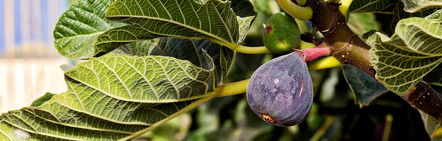 FIG FRUIT